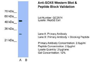 Host: Rabbit  Target Name: SOX5  Sample Tissue: HepG2Lane A:  Primary Antibody Lane B:  Primary Antibody + Blocking Peptide Primary Antibody Concentration: 2. (SOX5 antibody  (C-Term))