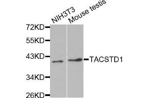 Western blot analysis of extracts of various cell lines, using TACSTD1 antibody.