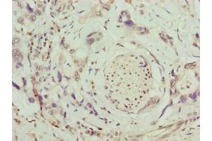 SLC26A8 antibody  (AA 414-595)