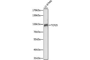 Western blot analysis of extracts of U-87MG cells, using TCF25 antibody (ABIN7270881) at 1:1000 dilution. (TCF25 antibody  (AA 1-300))