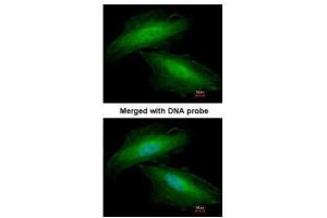 ICC/IF Image Immunofluorescence analysis of paraformaldehyde-fixed HeLa, using Annexin I, antibody at 1:200 dilution. (Annexin a1 antibody)