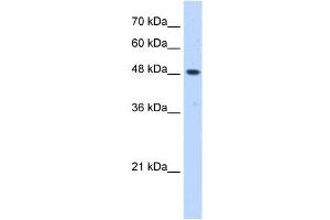 ERGIC3 antibody used at 0.