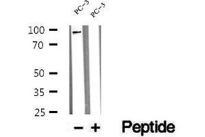 Western blot analysis of extracts of PC-3 cells, using WWP1 antibody. (WWP1 antibody  (Internal Region))