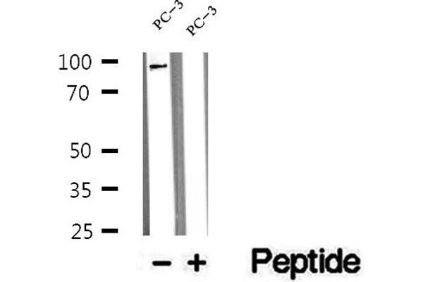 WWP1 antibody  (Internal Region)