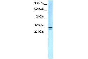 Western Blot showing EAP30 antibody used at a concentration of 5.