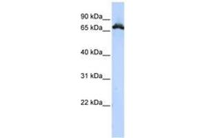 Image no. 1 for anti-Ribonucleoprotein, PTB-Binding 1 (RAVER1) (AA 396-445) antibody (ABIN6743043) (RAVER1 antibody  (AA 396-445))