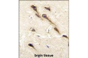 Formalin-fixed and paraffin-embedded human brain tissue reacted with CYP26B1 antibody (C-term), which was peroxidase-conjugated to the secondary antibody, followed by DAB staining. (CYP26B1 antibody  (C-Term))