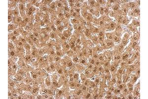 IHC-P Image APLP2 antibody [N1N2], N-term detects APLP2 protein at nucleus on mouse liver by immunohistochemical analysis. (APLP2 antibody  (N-Term))
