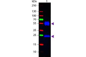 Western blot of Fluorescein conjugated Rabbit Anti-Mouse IgG secondary antibody. (Rabbit anti-Mouse IgG (Heavy & Light Chain) Antibody (FITC) - Preadsorbed)
