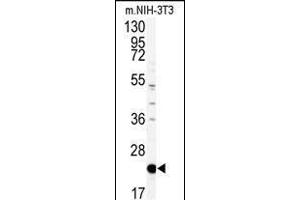Western blot analysis of anti-PBP Antibody (Center) (ABIN392675 and ABIN2842168) in mouse NIH-3T3 tissue lysates (35 μg/lane).