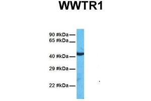 Western Blotting (WB) image for anti-WW Domain Containing Transcription Regulator 1 (WWTR1) (N-Term) antibody (ABIN2779708)