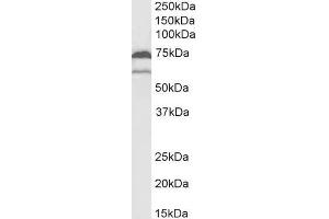 ABIN184671 (2µg/ml) staining of U937 lysate (35µg protein in RIPA buffer). (PTGS1 antibody  (C-Term))