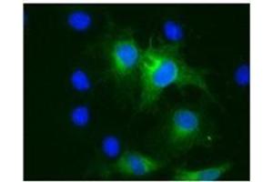 Immunofluorescence of COS cells 293T transfected with pHATMPRSS3. (TMPRSS3 antibody)