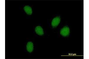 Immunofluorescence of purified MaxPab antibody to PHF16 on HeLa cell.