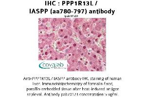Image no. 1 for anti-Protein Phosphatase 1, Regulatory Subunit 13 Like (PPP1R13L) (AA 780-797) antibody (ABIN1738295)
