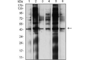 Western Blotting (WB) image for anti-Lysosomal-Associated Membrane Protein 2 (LAMP2) (AA 29-168) antibody (ABIN5611243)