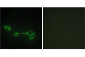 Immunofluorescence analysis of NIH-3T3 cells, using FUK Antibody. (FUK antibody  (AA 11-60))
