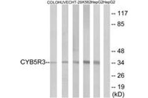 Western blot analysis of extracts from HepG2/COLO/HuvEc/HT-29/K562 cells, using CYB5R3 Antibody. (CYB5R3 antibody  (AA 137-186))