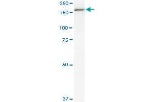MPO monoclonal antibody (M01), clone 3E11. (Myeloperoxidase antibody  (AA 646-745))