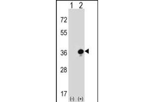 Western blot analysis of GZMB (arrow) using rabbit polyclonal GZMB Antibody (C-term) (ABIN390496 and ABIN2840855). (GZMB antibody  (C-Term))