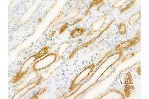 ABIN6257684 and ABIN6274920 at 1/100 staining human normal kidney tissue by IHC-P. (BMP8A antibody  (Internal Region))