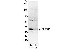 Western Blotting (WB) image for anti-Exosome Component 2 (EXOSC2) (AA 243-293) antibody (ABIN7449729) (EXOSC2 antibody  (AA 243-293))