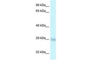 Image no. 1 for anti-Steroid Receptor RNA Activator 1 (SRA1) (AA 92-141) antibody (ABIN6747630) (SRA1 antibody  (AA 92-141))