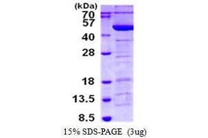 Image no. 1 for Tropomodulin 3 (TMOD3) protein (His tag) (ABIN1098347) (TMOD3 Protein (His tag))