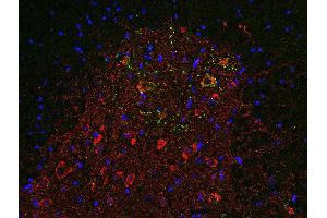 Indirect immunofluorescence labeling of PFA fixed, paraffin embedded mouse spinal cord section with anti-SV 31 (dilution 1 : 500; red) and guinea pig anti-VAchT (, dilution 1 : 500, green).