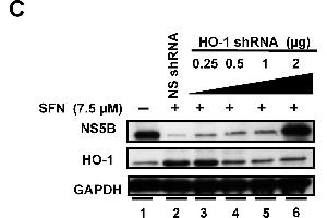 Western Blotting (WB) image for anti-Glyceraldehyde-3-Phosphate Dehydrogenase (GAPDH) antibody (ABIN2857072)