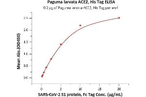 Immobilized Paguma larvata ACE2, His Tag (Cat. (ACE2 Protein (His tag))
