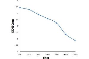 Antigen: 0. (NOX5 antibody  (AA 501-600))