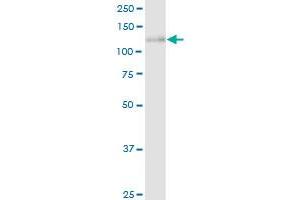 CLSTN1 MaxPab rabbit polyclonal antibody. (Calsyntenin 1 antibody  (AA 1-971))