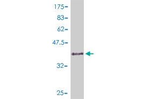 Western Blot detection against Immunogen (36. (CDC45 antibody  (AA 477-566))