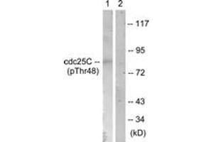 Western blot analysis of extracts from RAW264. (CDC25C antibody  (pThr48))