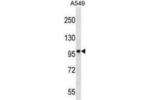 CCDC141 Antibody (N-term) western blot analysis in A549 cell line lysates (35µg/lane). (CCDC141 antibody  (N-Term))