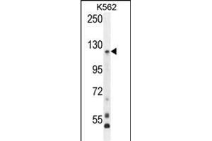 PCDHGA8 Antibody (C-term) (ABIN655955 and ABIN2845341) western blot analysis in K562 cell line lysates (35 μg/lane). (PCDHGA8 antibody  (C-Term))