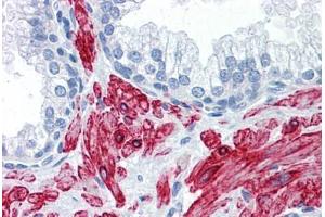 Anti-SLMAP antibody IHC staining of human prostate. (SLMAP antibody  (AA 677-785))