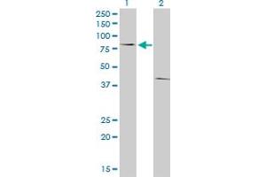 Western Blot analysis of POLI expression in transfected 293T cell line by POLI monoclonal antibody (M01), clone 8G9. (POLI antibody  (AA 616-715))
