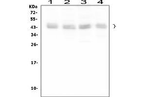 Western blot analysis of BMI1 using anti-BMI1 antibody (ABIN3043799).