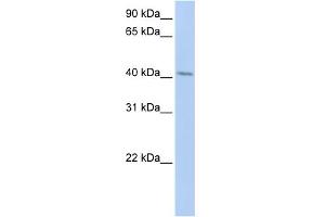WB Suggested Anti-ERLIN1 Antibody Titration:  0.