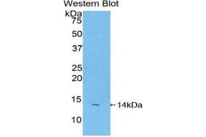 Western Blotting (WB) image for anti-Family with Sequence Similarity 19 (Chemokine (C-C Motif)-Like), Member A2 (FAM19A2) (AA 31-119) antibody (ABIN1858793) (FAM19A2 antibody  (AA 31-119))