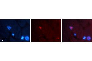 Rabbit Anti-CCNG1 Antibody  AV Formalin Fixed Paraffin Embedded Tissue: Human heart Tissue Observed Staining: Nucleus Primary Antibody Concentration: 1:100 Other Working Concentrations: N/A Secondary Antibody: Donkey anti-Rabbit-Cy3 Secondary Antibody Concentration: 1:200 Magnification: 20X Exposure Time: 0.