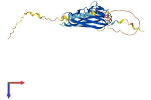 AlphaFold protein structure predicition of Human Recombinant TNFSF9 Protein, UniprotID P41273 (TNFSF9 Protein (AA 1-254) (His tag))