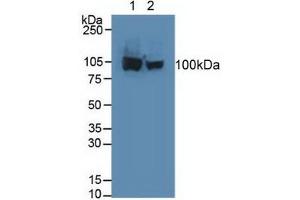 Figure. (Aconitase 1 antibody  (AA 26-243))