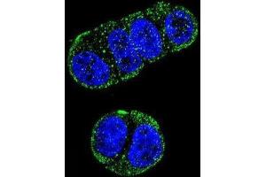 Immunofluorescence (IF) image for anti-Folate Hydrolase (Prostate-Specific Membrane Antigen) 1 (FOLH1) antibody (ABIN2997484) (PSMA antibody)