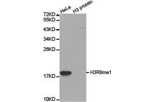 Western blot analysis of extracts of HeLa cell line and H3 protein expressed in E. (Histone 3 antibody  (H3R8me))