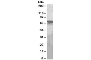Western blot testing of human liver lysate with PEPCK2 antibody at 2ug/ml. (PEPCK antibody)