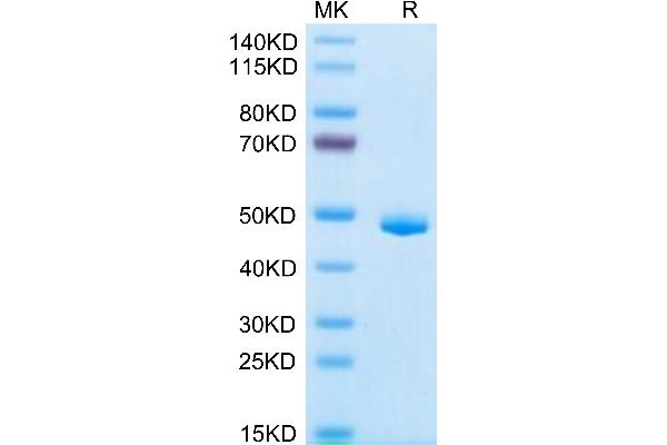 CLEC7A Protein (AA 66-201) (Fc Tag)