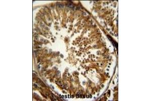 OX antibody (Center) (ABIN652045 and ABIN2840519) immunohistochemistry analysis in formalin fixed and raffin embedded human testis tissue followed by peroxidase conjugation of the secondary antibody and DAB staining. (PAOX antibody  (AA 467-496))
